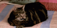 /album/galerie-photos/chat-choux-gif/